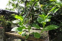 Kuba_043
