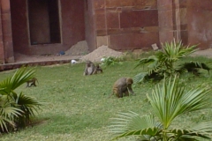 Indien_081