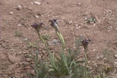 Jordanien_055