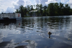 Petersburg_119
