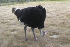 Suedafrika_008