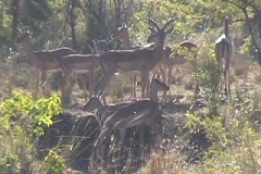 Suedafrika_039