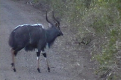 Suedafrika_045