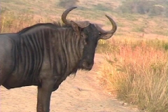 Suedafrika_048