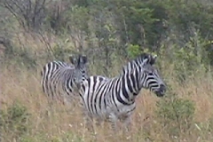 Suedafrika_049