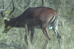 Suedafrika_067