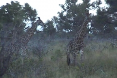 Suedafrika_074