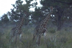 Suedafrika_075