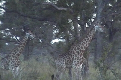 Suedafrika_076