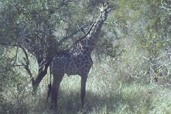 Suedafrika_093