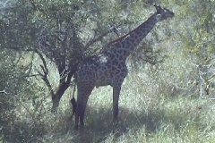 Suedafrika_094