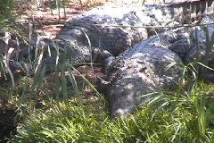 Suedafrika_097
