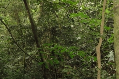 Vietnam_50